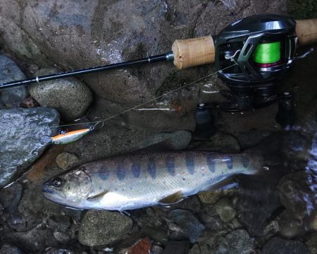増水した渓でアマゴ釣り